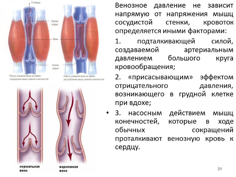 Венозное давление не зависит напрямую от напряжения мышц сосудистой стенки, кровоток определяется иными факторами: